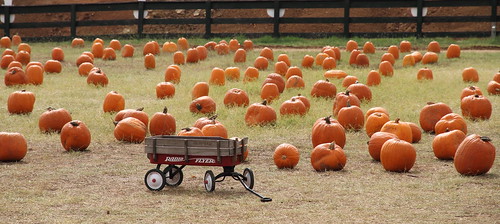 Pumpkin Patch 2010
