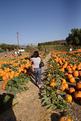 Pumpkin Patch