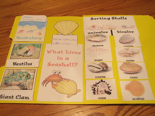 Sunny Seashells 2011