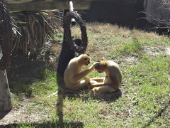 Amelie's 3rd Gotcha Day