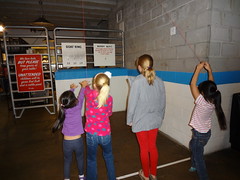 Goat Ring at Rodeo Goat