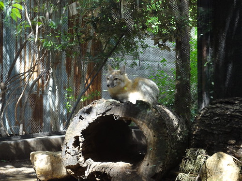 Pretty fox in Texas Wild!