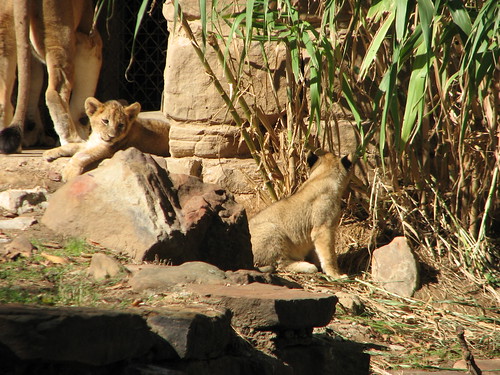Lion Cubs