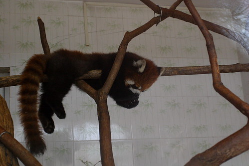 Red Panda