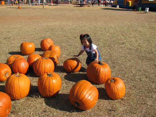 Pumpkin Patch 2008