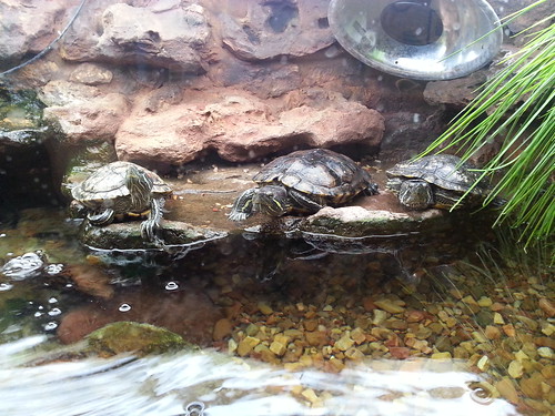Turtles in the Surgery Waiting Room