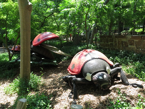 Seven-Spotted Lady Beetle