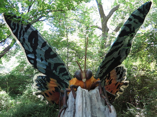 Madagascan Sunset Moth