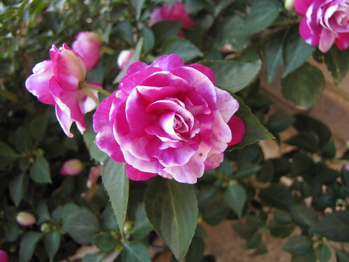 Project 52 - WK 16-19