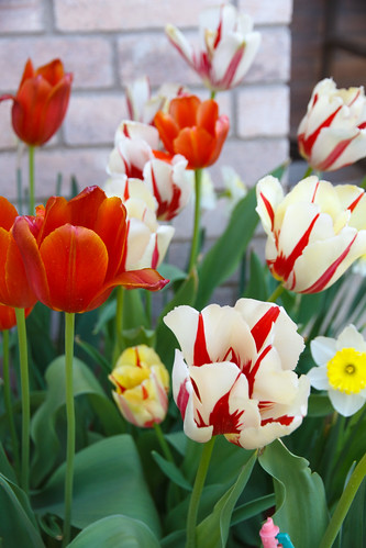 2011 Tulips