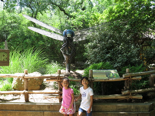 Blue-Eyed Darner Dragonfly