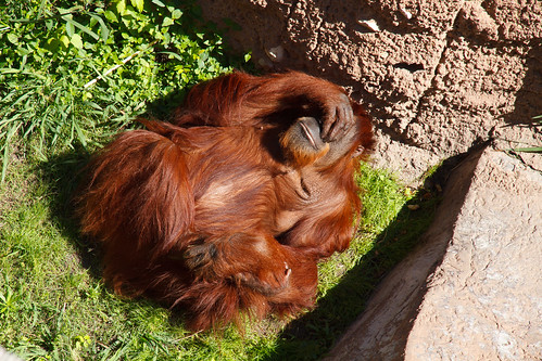 Amelie's First trip to the zoo