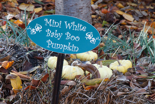 Dallas Arboretum Pumpkins