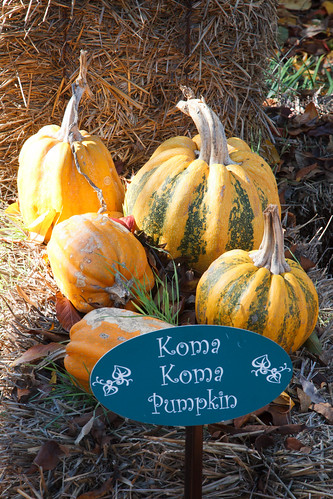 Dallas Arboretum Pumpkins