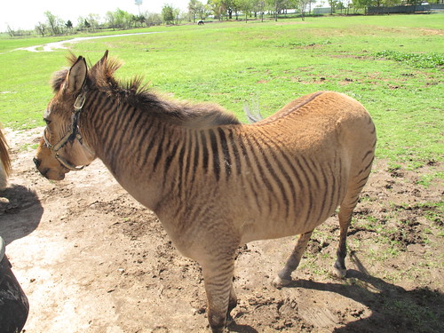 Sharkarosa Wildlife Ranch