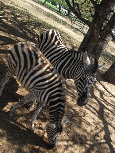 Sharkarosa Wildlife Ranch